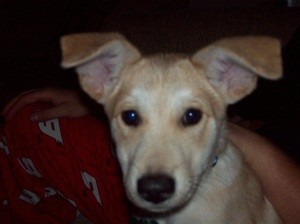 What Breed is My Dog?